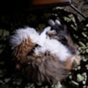 Meet your Posher, Tea